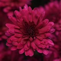 Venus Purple Garden Mum