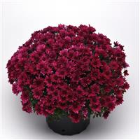 Venus Purple Garden Mum