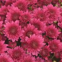 Wicked Purple Garden Mum