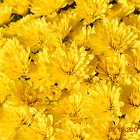 Zinger Yellow Garden Mum