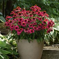 Echinacea Artisan™ Collection Brilliant Rose
