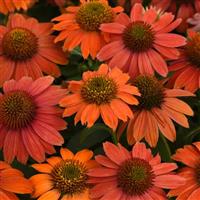 Echinacea Artisan™ Collection Red Ombre