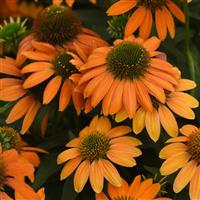 Echinacea Artisan™ Collection Soft Orange