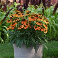Echinacea Artisan™ Collection Soft Orange