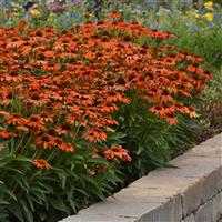 Echinacea Artisan™ Collection Soft Orange