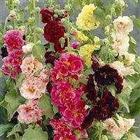 Alcea Chater's Mix