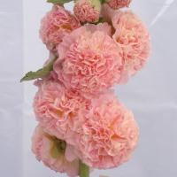 Alcea Chater's Salmon Pink