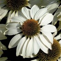 Echinacea Primadonna White