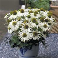 Echinacea Primadonna White