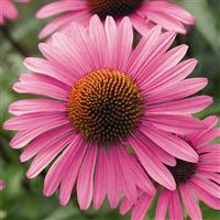 Echinacea Primadonna Deep Rose