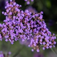 Vanity Verbena bonariensis