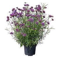 Vanity Verbena bonariensis