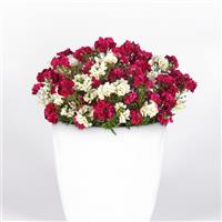 Spring Symphony Trixi®