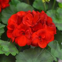 Moonlight™ Scarlet Red Zonal Geranium