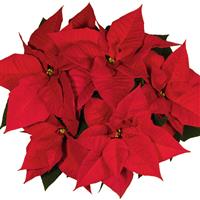 Noel Red Poinsettia