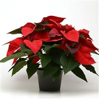 Noel Red Poinsettia