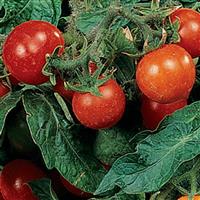 Micro Tom Tomato