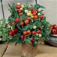 Micro Tom Tomato