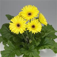 Royal Yellow Dark Eye Gerbera