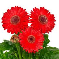 Royal Red Dark Eye Gerbera