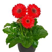 Royal Red Dark Eye Gerbera