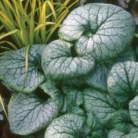Brunnera macrophylla Jack Frost