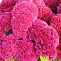 Cramers Rose Celosia