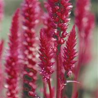 Cramers Hi Z Celosia