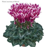 Halios<sup>®</sup> Select Fantasia Purple Cyclamen