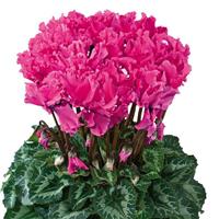 Halios<sup>®</sup> Select CURLY Deep Rose Cyclamen