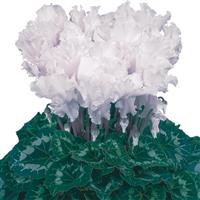 Halios<sup>®</sup> Select CURLY White Cyclamen