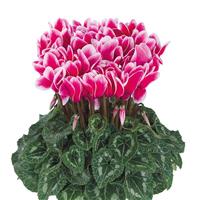 Halios<sup>®</sup> Select Fantasia Deep Rose Cyclamen