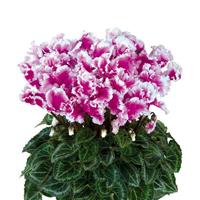 Halios<sup>®</sup> Select Friola Light Purple Cyclamen