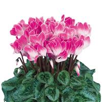 Halios<sup>®</sup> Select Funflame Magenta Cyclamen