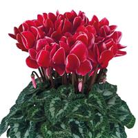 Halios<sup>®</sup> Select Red Satisfaction Cyclamen