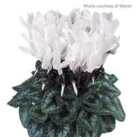 Latinia<sup>®</sup> White Cyclamen