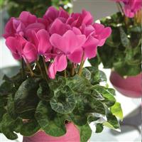 Latinia<sup>®</sup> Success Candy Pink Cyclamen