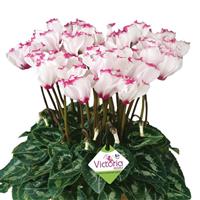 Metis<sup>®</sup> Select Victoria Cyclamen