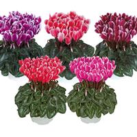 Metis<sup>®</sup> Select Fantasia Mix Cyclamen