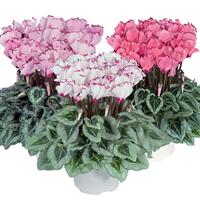 Metis<sup>®</sup> Select Victoria Deco Mix Cyclamen