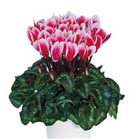 Metis<sup>®</sup> Select Fantasia Artic Red Cyclamen