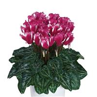 Metis<sup>®</sup> Select Lilibelle Magenta Cyclamen