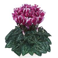 Metis<sup>®</sup> Select Lilibelle Bright Purple Cyclamen