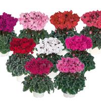 Metis<sup>®</sup> Select Crispino Mix Cyclamen