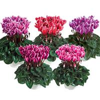 Metis<sup>®</sup> Select Fantasia Winter Mix Cyclamen