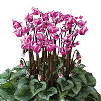 Metis<sup>®</sup> Select Origami Silverleaf Cyclamen