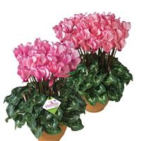 Metis<sup>®</sup> Select Victoria Salmon & Rose Cyclamen