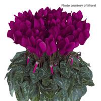 Metis Purple Cyclamen