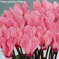 Metis Salmon Rose Cyclamen