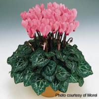 Metis Salmon Rose Cyclamen